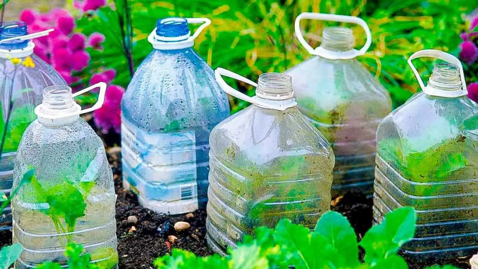 ¿Por qué es importante plantar botellas de plástico en el jardín en octubre?