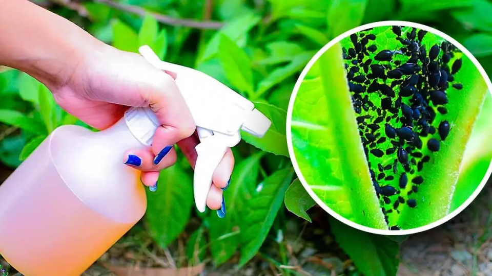 Cómo hacer el insecticida de ajo casero más fuerte para eliminar los pulgones que destruyen las plantas