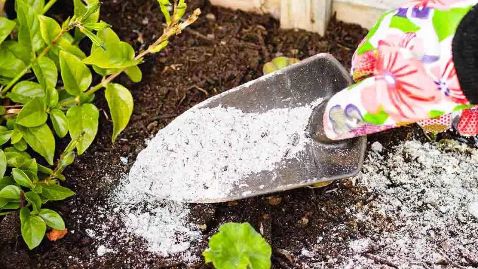 ¿Qué plantas no se deben fertilizar con cenizas en el jardín?