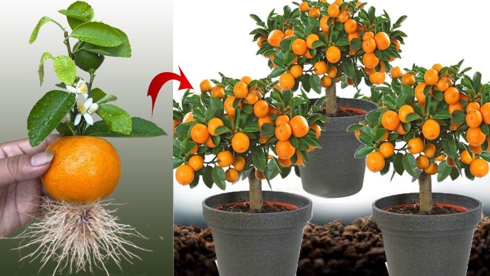 No vuelvas a comprar mandarinas: aprende a plantarlas para tenerlas ilimitadas en casa