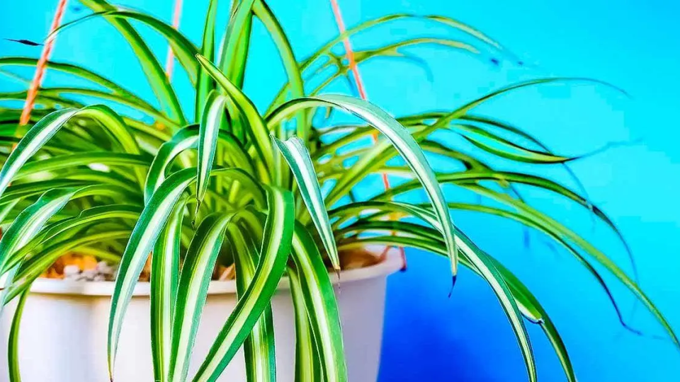 Si tienes esta planta, estás de enhorabuena: ¿por qué es tan indispensable en casa?