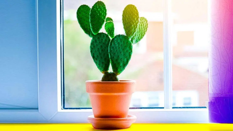 Esto es lo que pasa cuando crece un cactus en tu casa