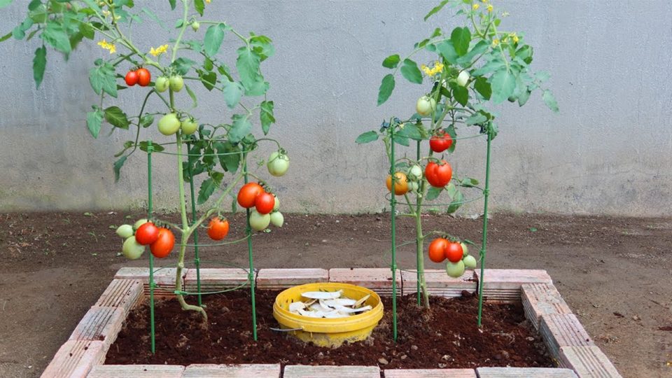 He aquí cómo promover el crecimiento de las plantas de tomate de forma natural.