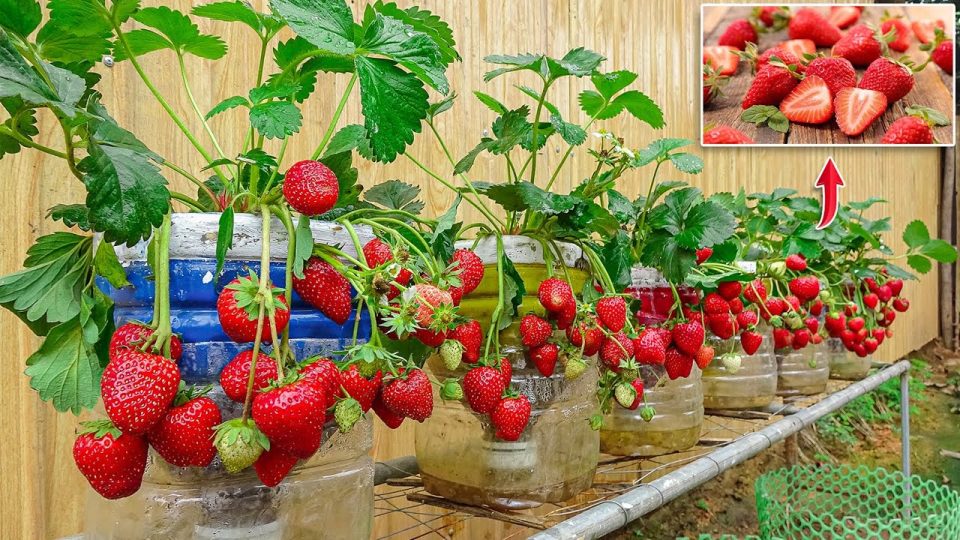 Cómo cultivar fresas orgánicas todo el año en interior