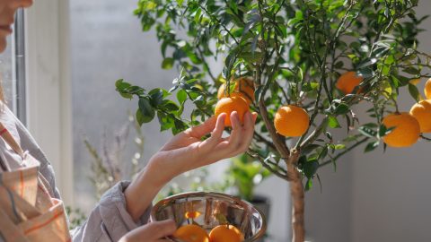 Cómo Cultivar Frutas en Casa: 10 Frutas Deliciosas que Puedes Disfrutar Todo el Año