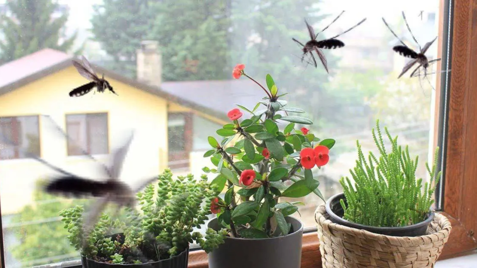 10 repelentes naturales para alejar a los mosquitos de casa