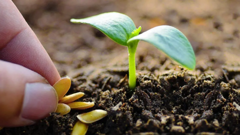 12 semillas de crecimiento rápido que crecen fácilmente