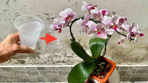 Este líquido natural mantiene la orquídea llena de flores durante toda la temporada de invierno.