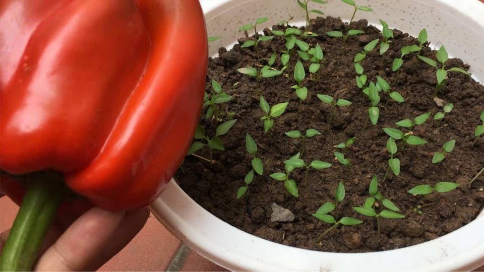 Cómo cultivar pimientos en casa: el secreto para tener una producción abundante