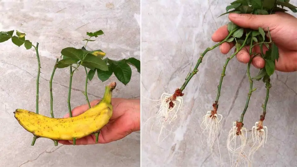 Rosas, cómo multiplicarlas infinitamente con un plátano: tus vecinos estarán celosos