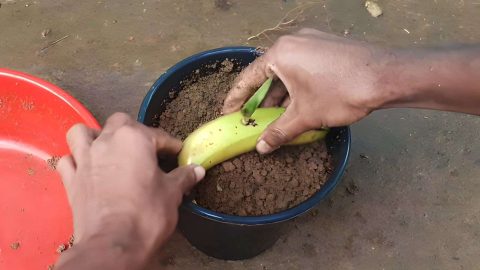Enterrar un plátano en el suelo: es increíble lo que sucede después de 7 días