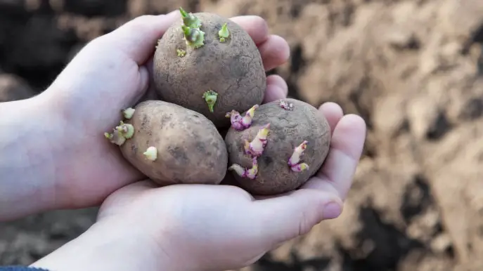 Cómo plantar papas en el jardín y en macetas: la guía práctica