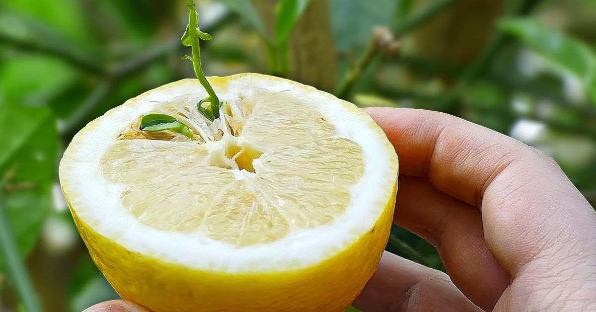 Cómo germinar semillas de limón: la guía paso a paso