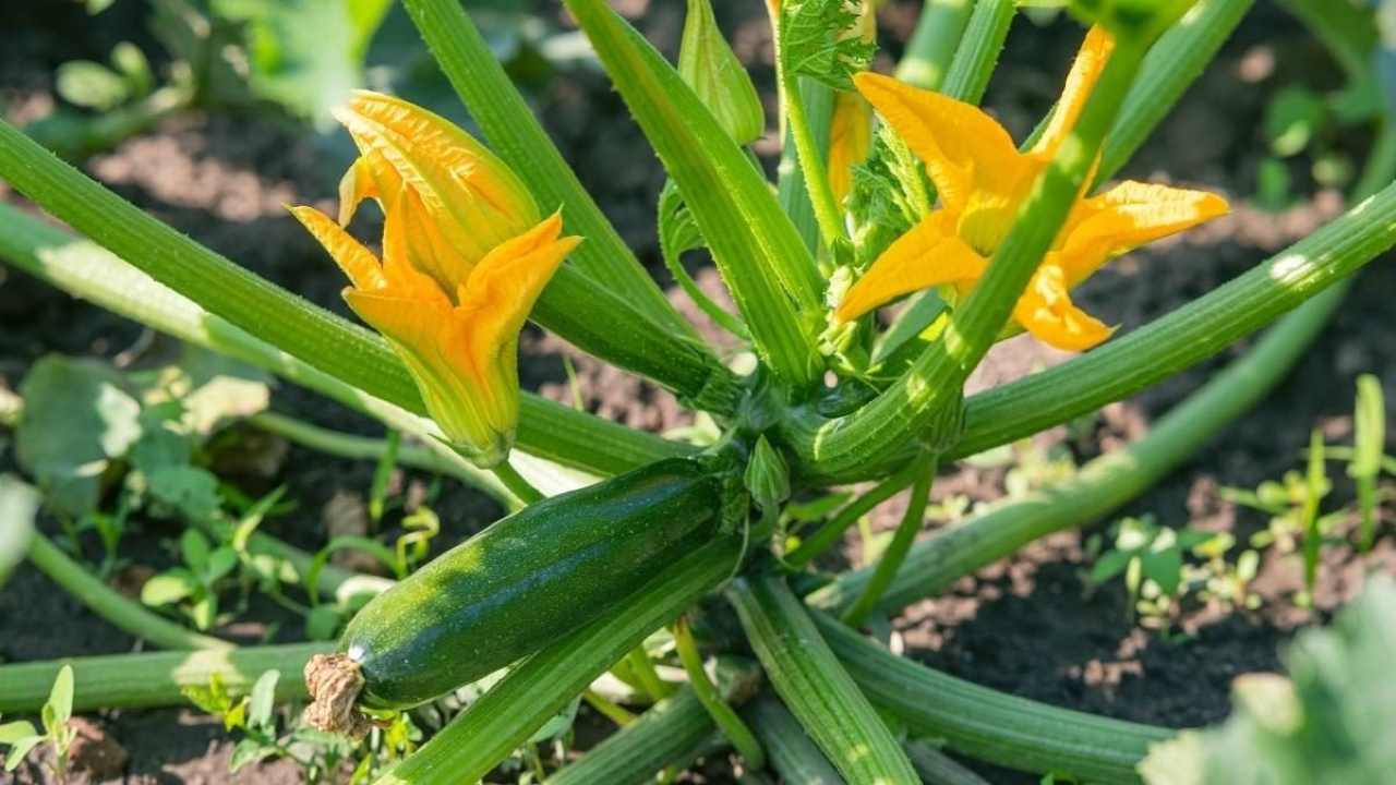 Cultiva esta planta junto a los calabacines si quieres que siempre estén agradables y frescos