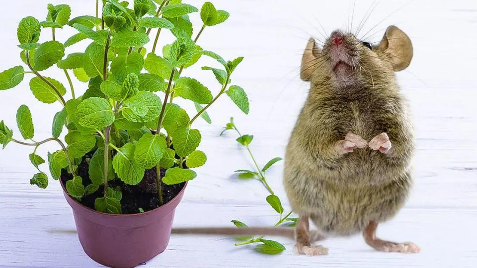3 plantas repelentes efectivas para mantener a los ratones alejados de casa