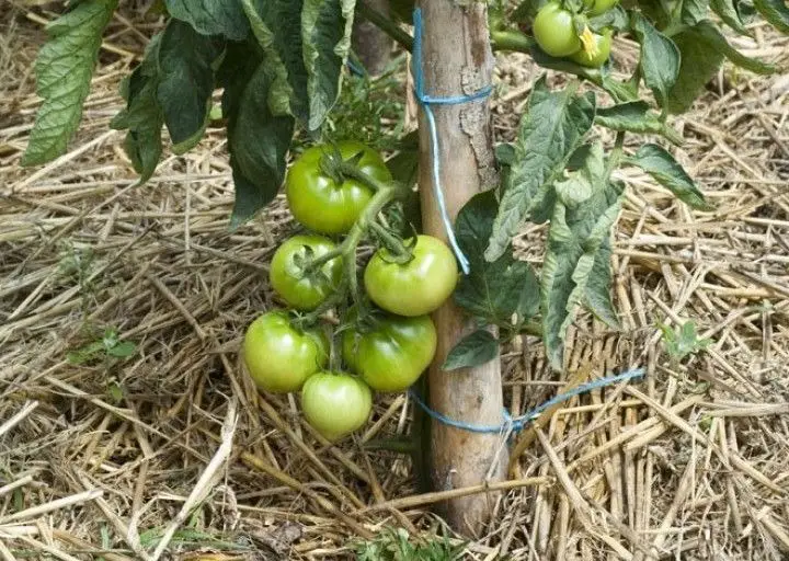 13 consejos para cultivar tomates en cantidades ilimitadas