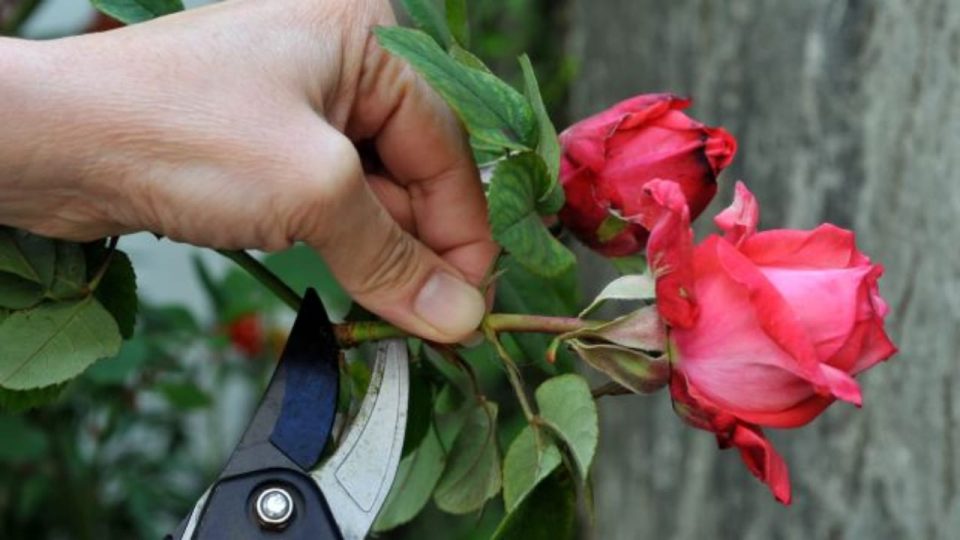 Rosas, multiplícalas con el truco del tallo: todos los floristas lo hacen y es muy fácil