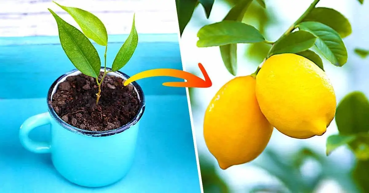 ¿Cómo plantar un limón en una taza para perfumar la casa?