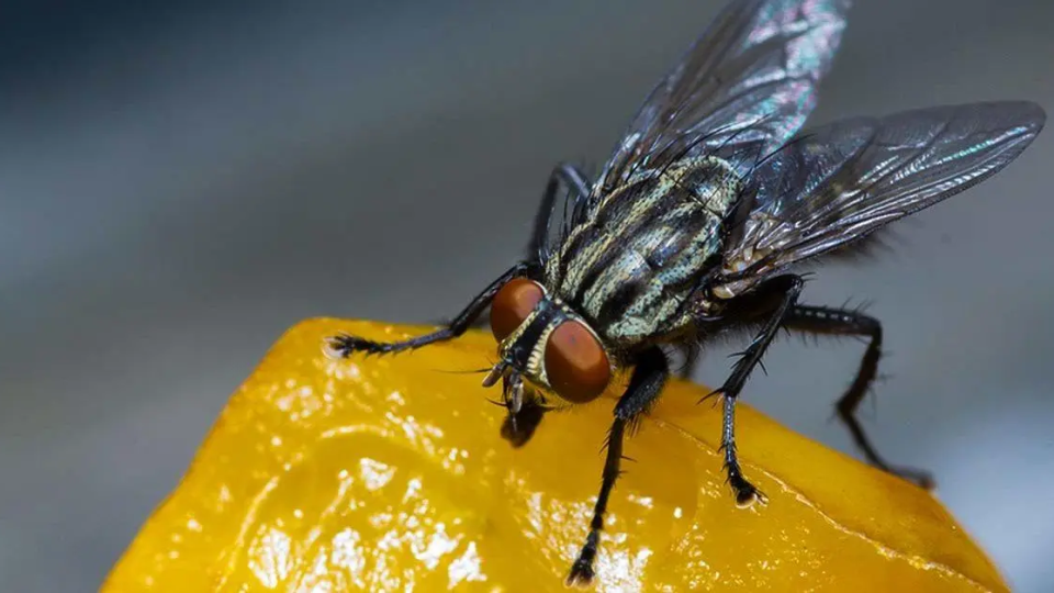 5 consejos para eliminar jejenes y escurrir moscas