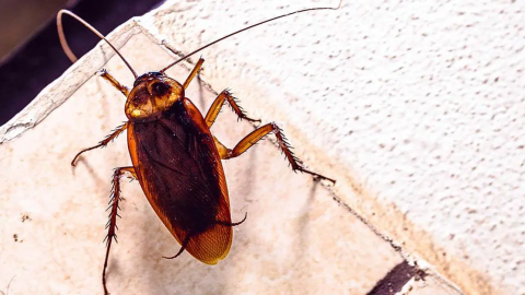 7 consejos para deshacerse de los insectos en la casa
