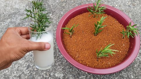 Aprende cómo cultivar tu propio romero en casa a partir de una simple ramita