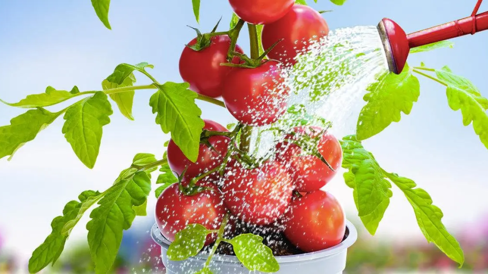 Riegue los tomates con esto: las plantas se volverán fuertes y fértiles.