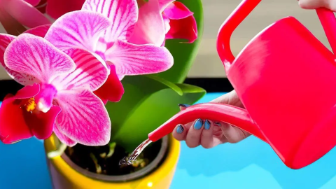 ¿Cómo hacer que las orquídeas florezcan todo el año? Agregue un solo ingrediente al agua de riego