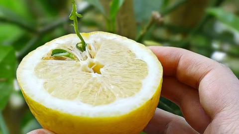 Cómo germinar semillas de limón: la guía paso a paso