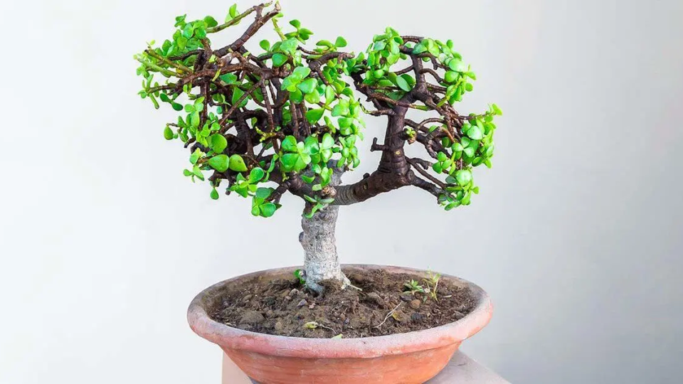 ¿Cómo plantar y mantener el árbol de jade? la guía paso a paso