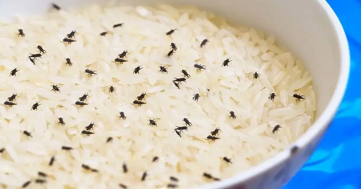 ¿Cómo deshacerse de los gorgojos del arroz de armario?