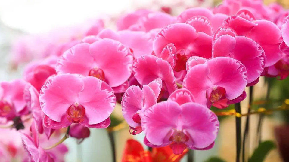 ¿Cómo cuidar las raíces de las orquídeas?