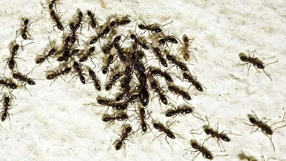 ¿Cómo matar hormigas?