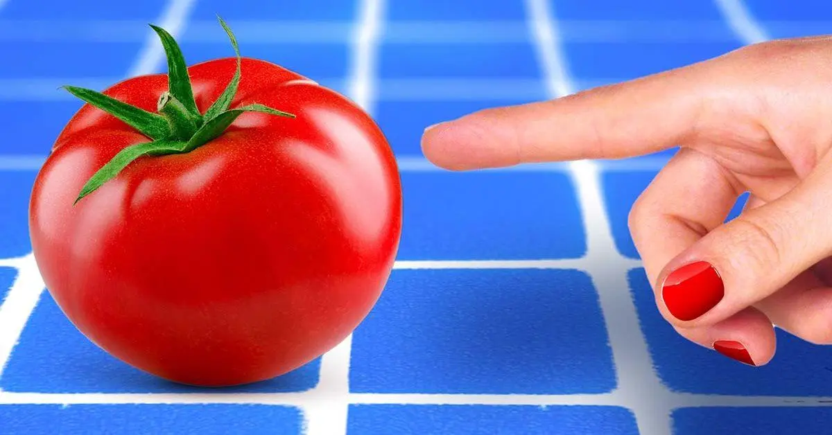 Cuándo tirar los tomates: señales y tiempos de almacenamiento.