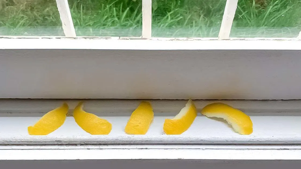 ¿Por qué es bueno dejar cáscaras de limón en el alféizar de la ventana?