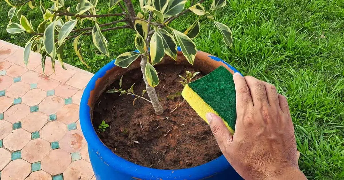 No tires tus viejas esponjas para platos: pueden proteger y hacer crecer tus plantas