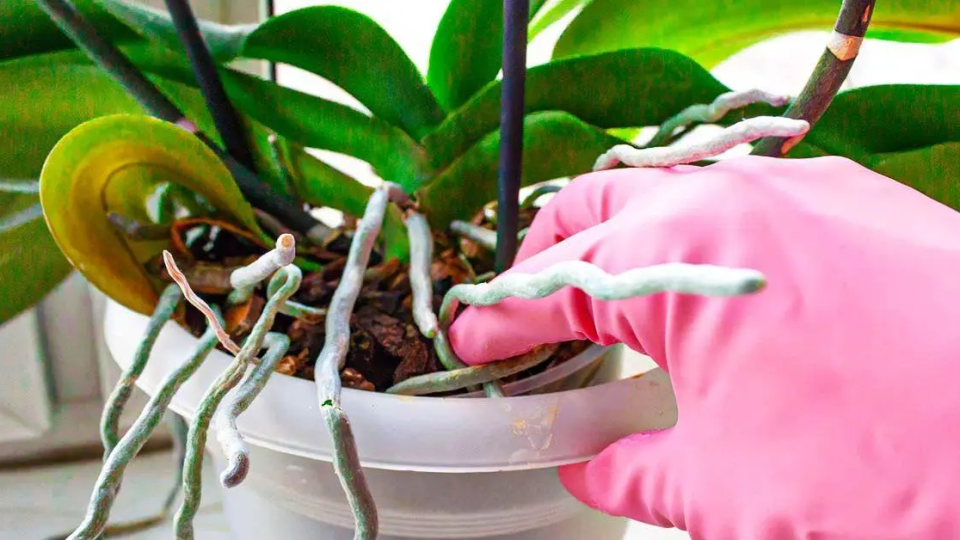 Orquídea: ¿Qué hacer con las raíces que salen de la maceta?