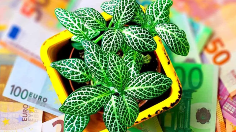 Para atraer riqueza y prosperidad a tu hogar: pon una de estas plantas en tu hogar