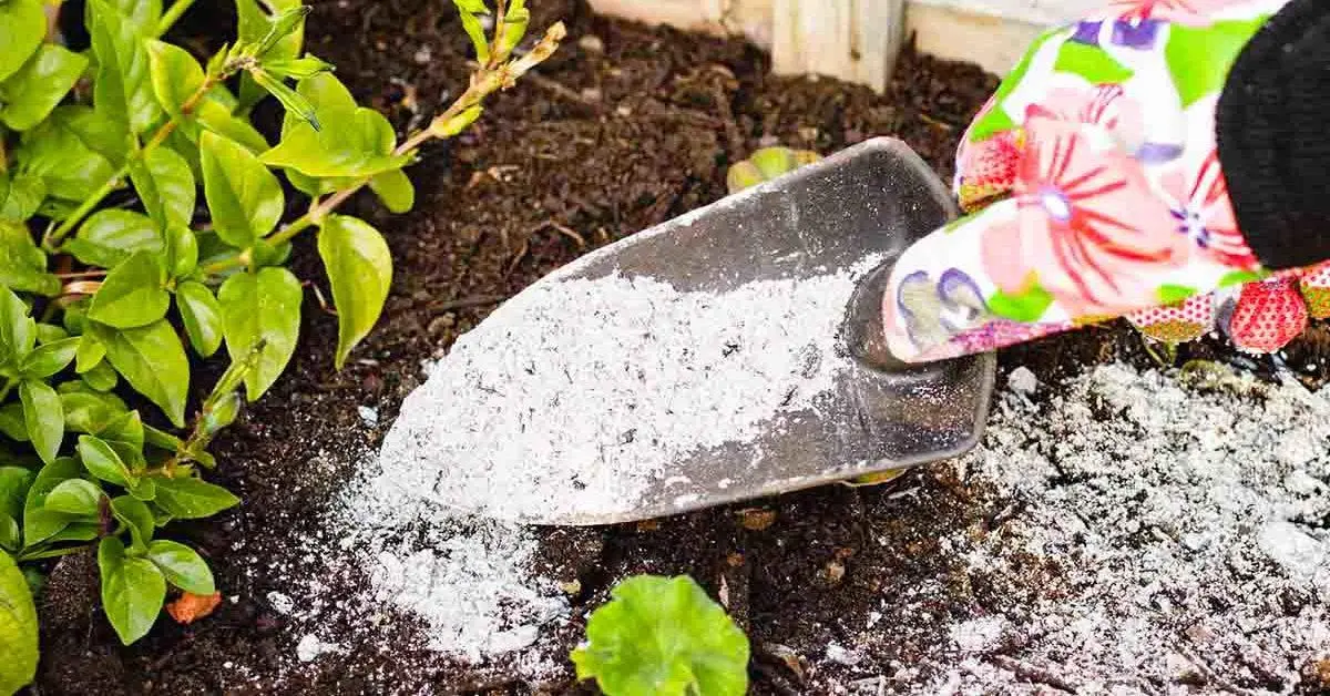 ¿Qué plantas no se deben fertilizar con cenizas en el jardín?