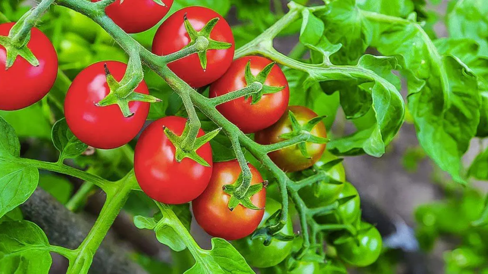 Rotación de cultivos: ¿por qué deberías evitar plantar tomates y cebollas en el mismo lugar?