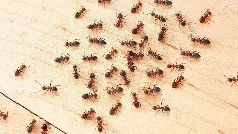 Deshazte de las hormigas en casa: 5 sencillos consejos