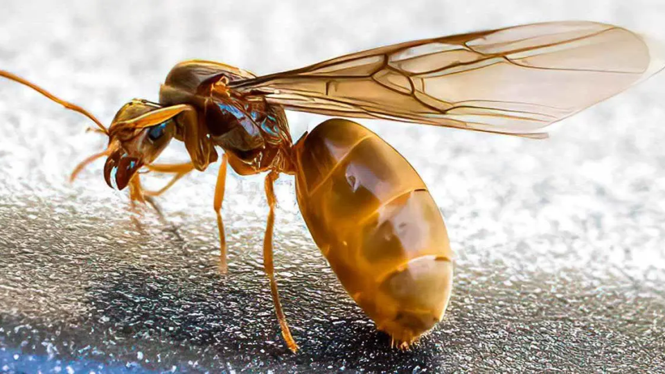 Hormigas voladoras: 13 remedios caseros para acabar con ellas