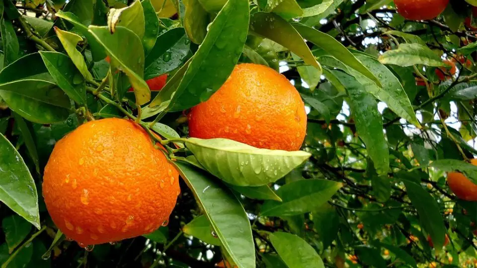 Mandarinas: ¡Plántalas en una maceta y tendrás muchas!