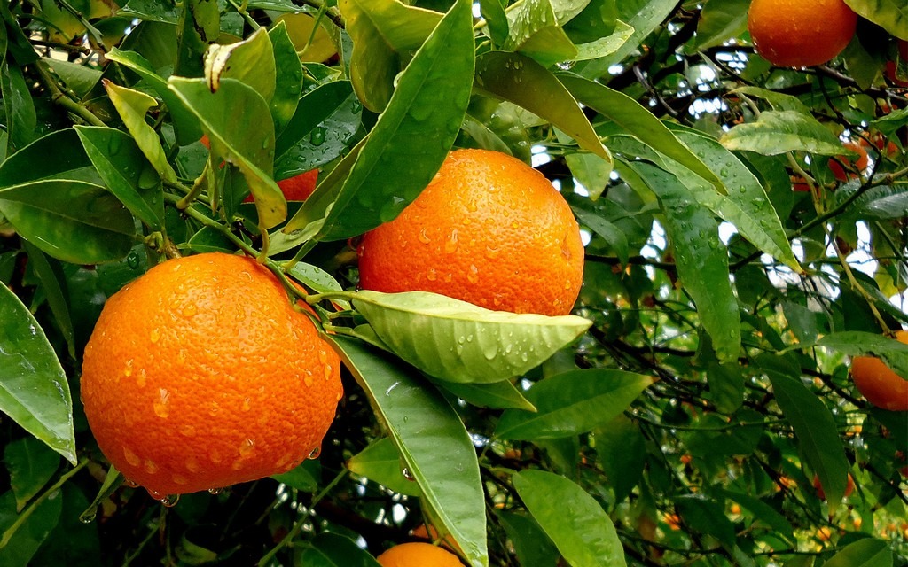 Mandarinas: ¡Plántalas en una maceta y tendrás muchas!