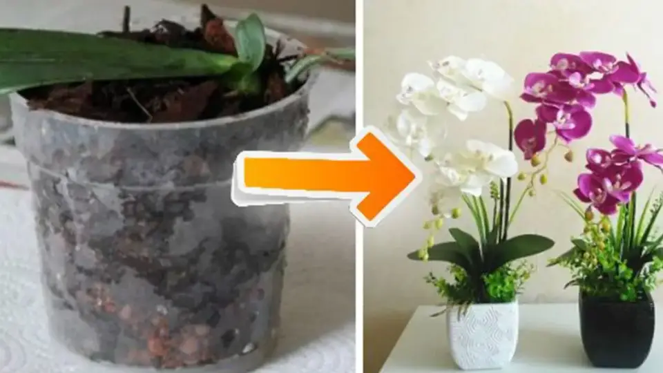 10 sencillos y prácticos consejos para hacer florecer orquídeas en casa