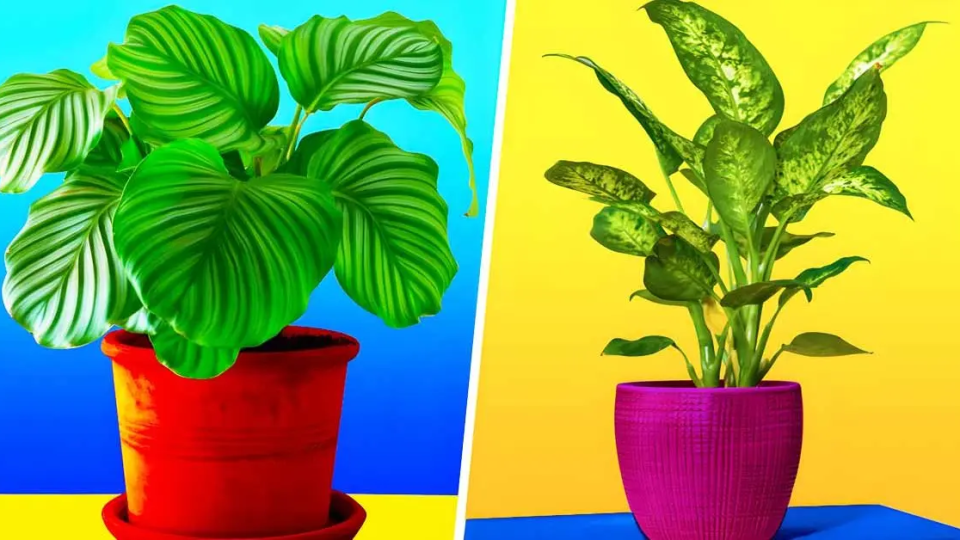 ¿Qué plantas de interior crecen a la sombra?