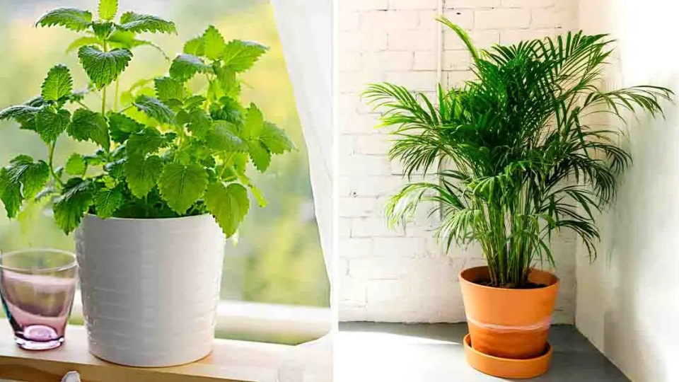 10 plantas que absorben la humedad en la casa en invierno