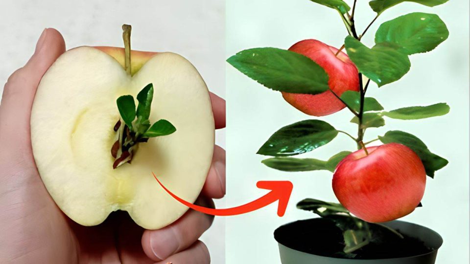 Manzana, cómo cultivar un plantón sin coste a partir de residuos: 10 días son suficientes