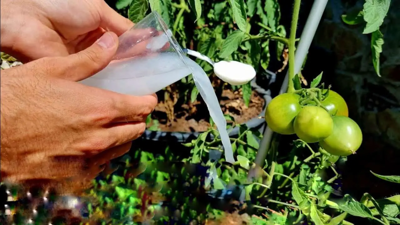 Solo 1 ingrediente, el mejor abono natural para plantas: lo puedes encontrar en la nevera