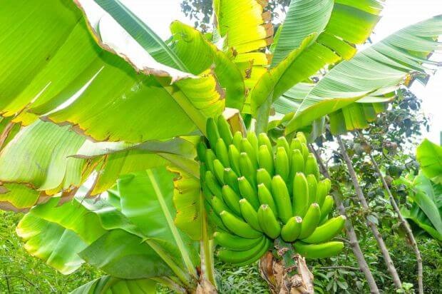¿Cómo hacer crecer un árbol de plátano a partir de semillas?