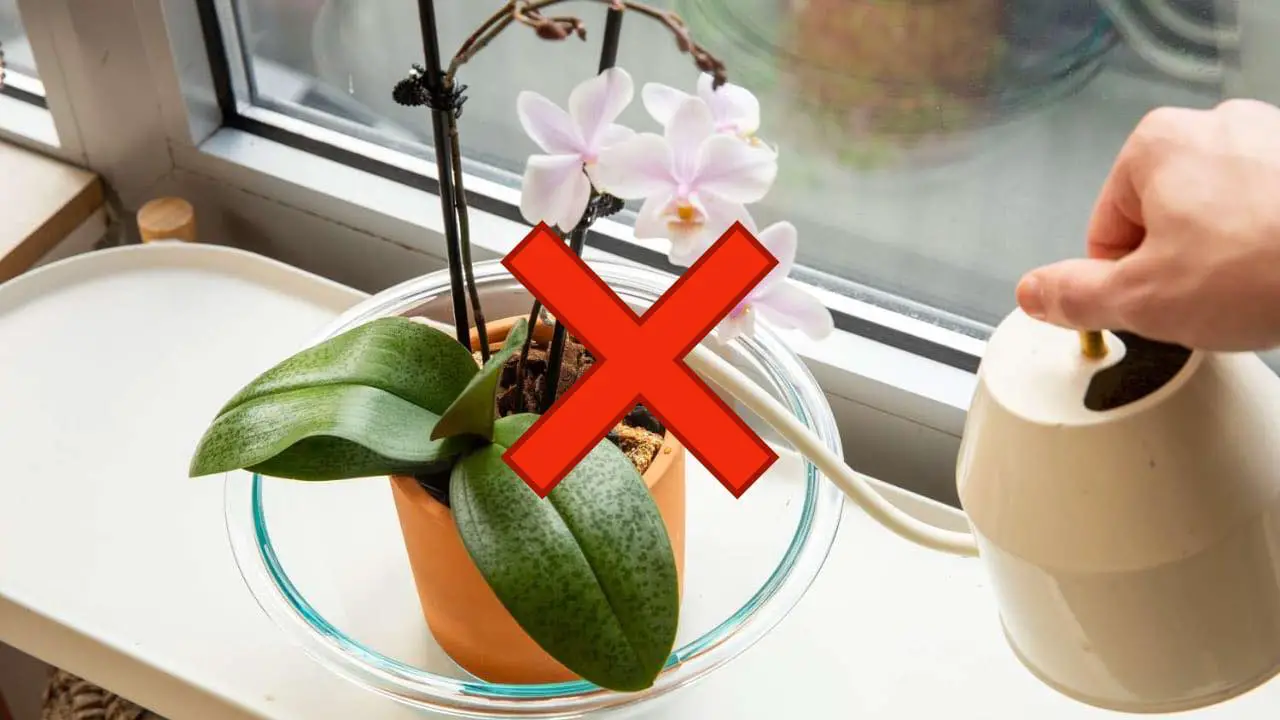 Orquídea, este error es peligroso: corres el riesgo de tirarla a los 7 días